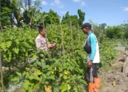 Petani di Lombok Barat Termotivasi, Sawah Diubah Jadi Kebun Sayur