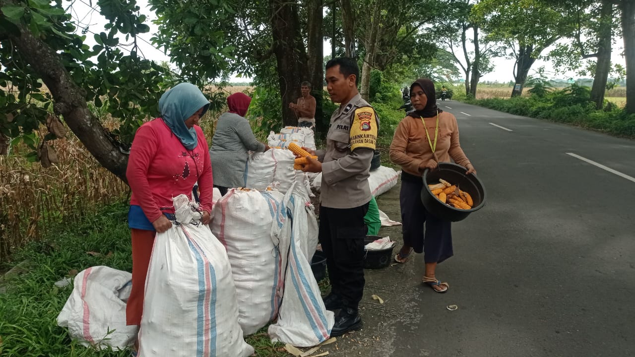 Sinergi Petani dan Polri di Lombok Barat Hasilkan Panen Jagung Melimpah