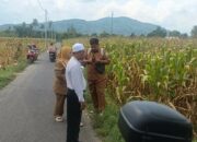 Polsek Gerung Turun ke Sawah, Bukti Nyata Dukung Ketahanan Pangan