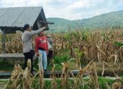 Sinergi Polri dan Petani Babussalam Hasilkan Panen Jagung 3 Ton Lebih