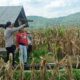 Jagung Melimpah, Polri Dukung Ketahanan Pangan di Lombok Barat