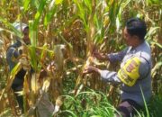 Polsek Kediri Galakkan Swasembada Pangan di Lombok Barat