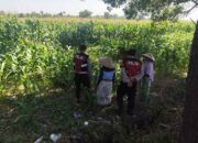 Aksi Sat Samapta Polres Lobar Kawal Panen dan Distribusi Pupuk