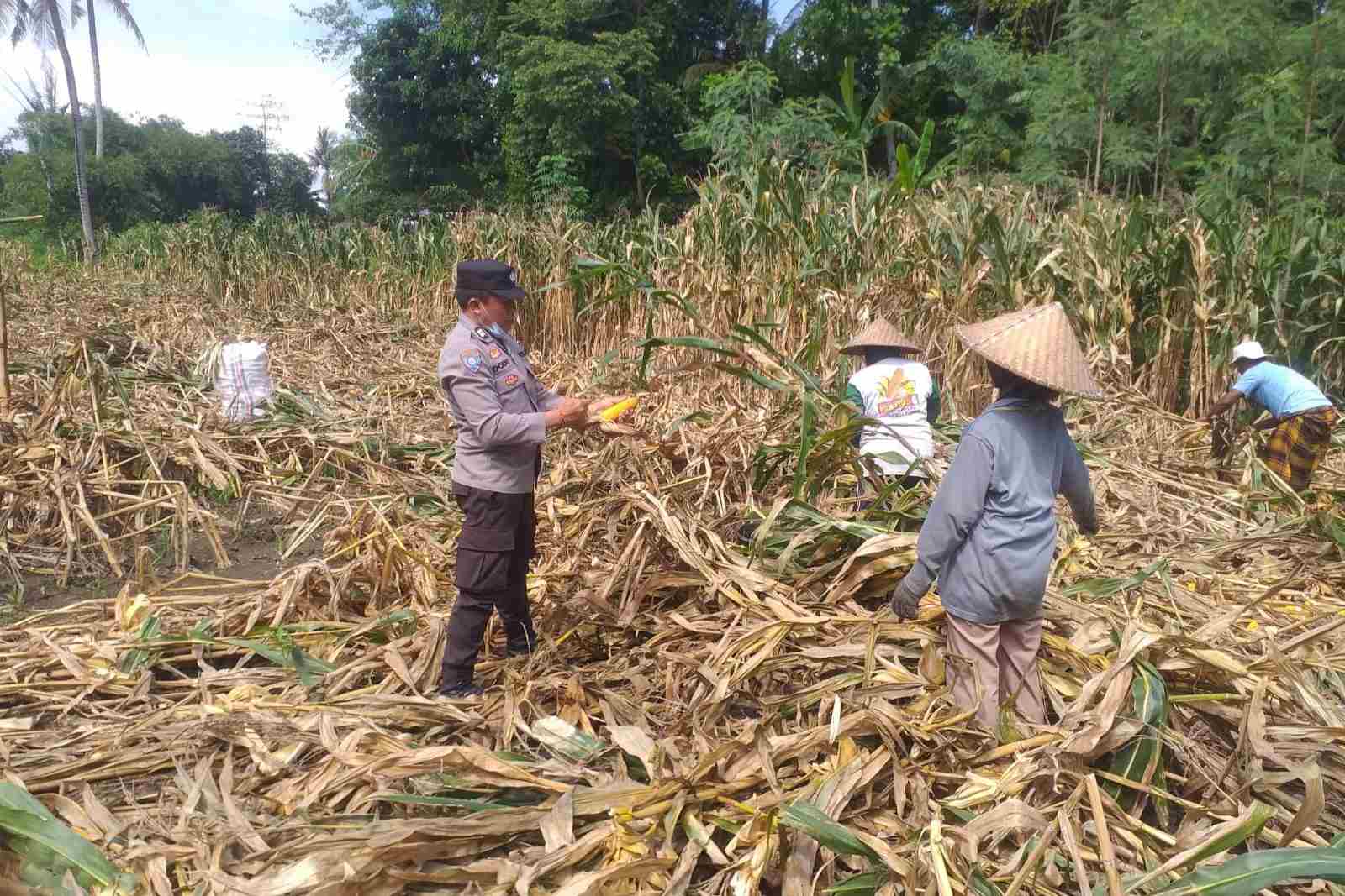 Kemandirian Pangan: Bhabinkamtibmas Kuripan Kunjungi Petani Jagung
