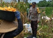 Panen Jagung Lombok Barat Lancar, Bhabinkamtibmas Babussalam Jadi Garda Terdepan Ketahanan Pangan