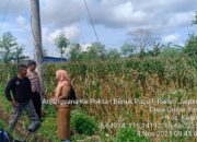 Dukung Ketahanan Pangan, Bhabinkamtibmas dan PPL Dampingi Petani Panen Jagung di Lobar