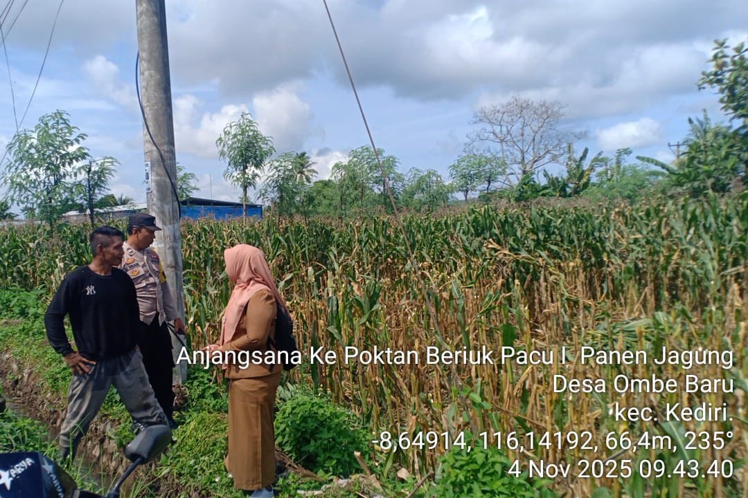 Bhabinkamtibmas Kediri Lobar dan PPL Tinjau Panen Jagung, Jaga Kestabilan Pangan Desa
