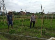 Polri dan Petani Bersatu Wujudkan Ketahanan Pangan di Desa Jagaraga