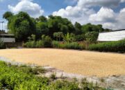 Petani Bagik Polak Didorong Jual Panen ke Bulog demi Harga Stabil