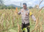 Sinergi Polisi dan Petani, Panen Jagung di Beleka Jadi Contoh Ketahanan Pangan