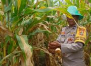 Panen Jagung di Lombok Barat Berjalan Lancar, Polri Turun Langsung Kawal Distribusi