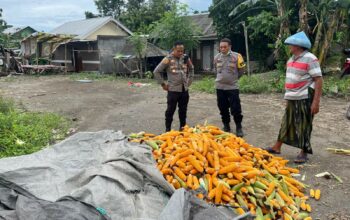 Polsek Labuapi Bantu Petani Amankan Harga Panen Jagung ke Bulog