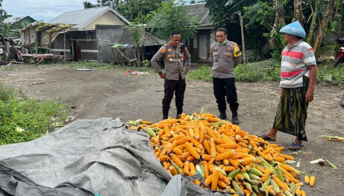Langkah Polri Jaga Harga Jagung: Kapolsek Labuapi Turun ke Sawah
