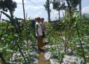 Sinergi Polri-Warga: Pekarangan Rumah di Jagaraga Disulap Jadi Penyangga Ketahanan Pangan