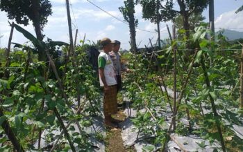 Benteng Pangan Mikro: Bhabinkamtibmas Motivasi Warga Lombok Barat Garap Lahan Produktif