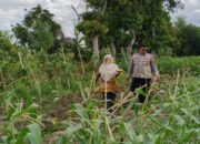 Jaga Ketahanan Pangan, Polsek Labuapi Dorong Warga Tanam di Rumah