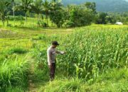 Cek Ladang Jagung, Polri Pastikan Petani Produktif