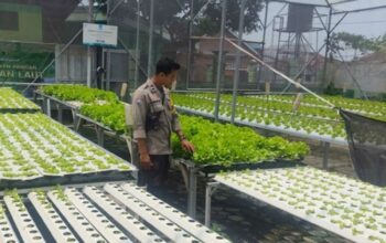 Polri Dorong Ketahanan Pangan, Bhabin Labuapi Edukasi Warga