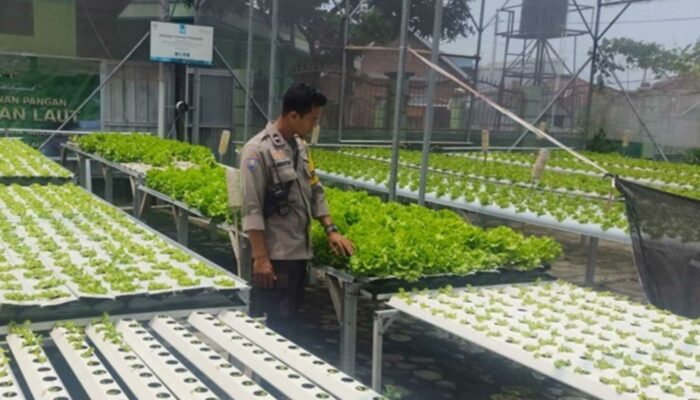 Polri Dorong Ketahanan Pangan, Bhabin Labuapi Edukasi Warga