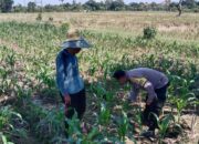 Sinergi Polri dan Petani Jagung di Lombok Barat Dukung Swasembada