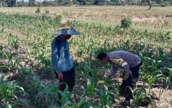 Sinergi Polri dan Petani Jagung di Lombok Barat Dukung Swasembada