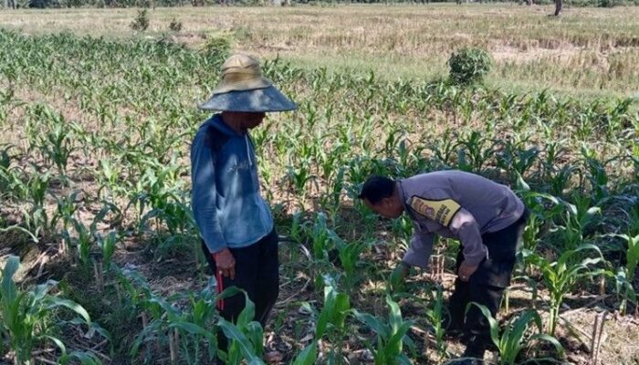 Sinergi Polri dan Petani Jagung di Lombok Barat Dukung Swasembada