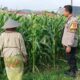 Sukseskan Program Nasional, Bhabinkamtibmas Turun ke Ladang Dampingi Petani