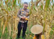 Peran Polri Jaga Stabilitas Harga, Petani Jagung Lombok Barat Diimbau Jual ke Bulog
