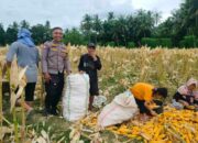 Demi Stok Pangan Nasional, Polsek Lembar Ajak Petani Salurkan Jagung Varietas NK ke Bulog