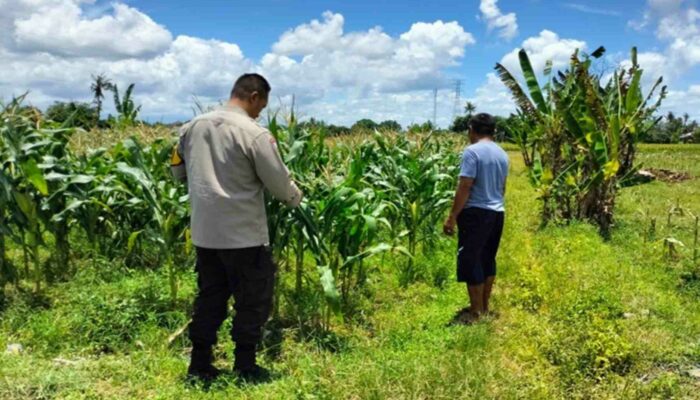 Jaminan Harga Stabil, Polsek Labuapi Dorong Petani Jual Hasil Panen ke Bulog